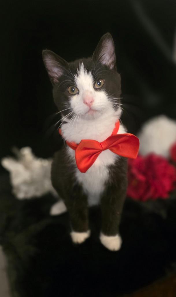 Enlarge Ambrose, a Adoptable mixed breed in Miami, OK image 3/4