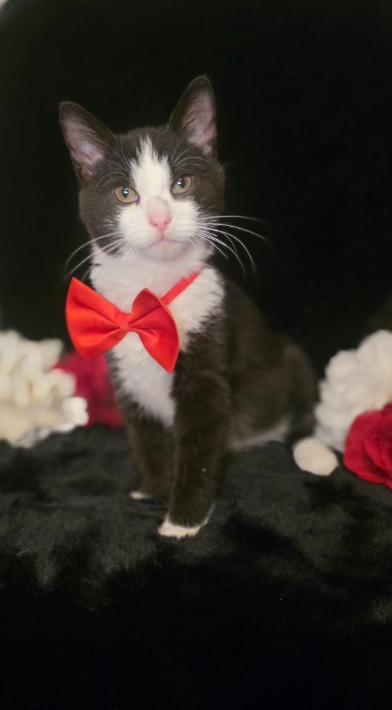 Enlarge Ambrose, a Adoptable mixed breed in Miami, OK image 4/4