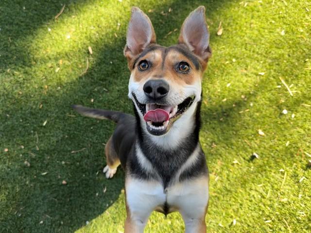 Enlarge REZZ, a Adoptable mixed breed in Antioch, CA image 1/1