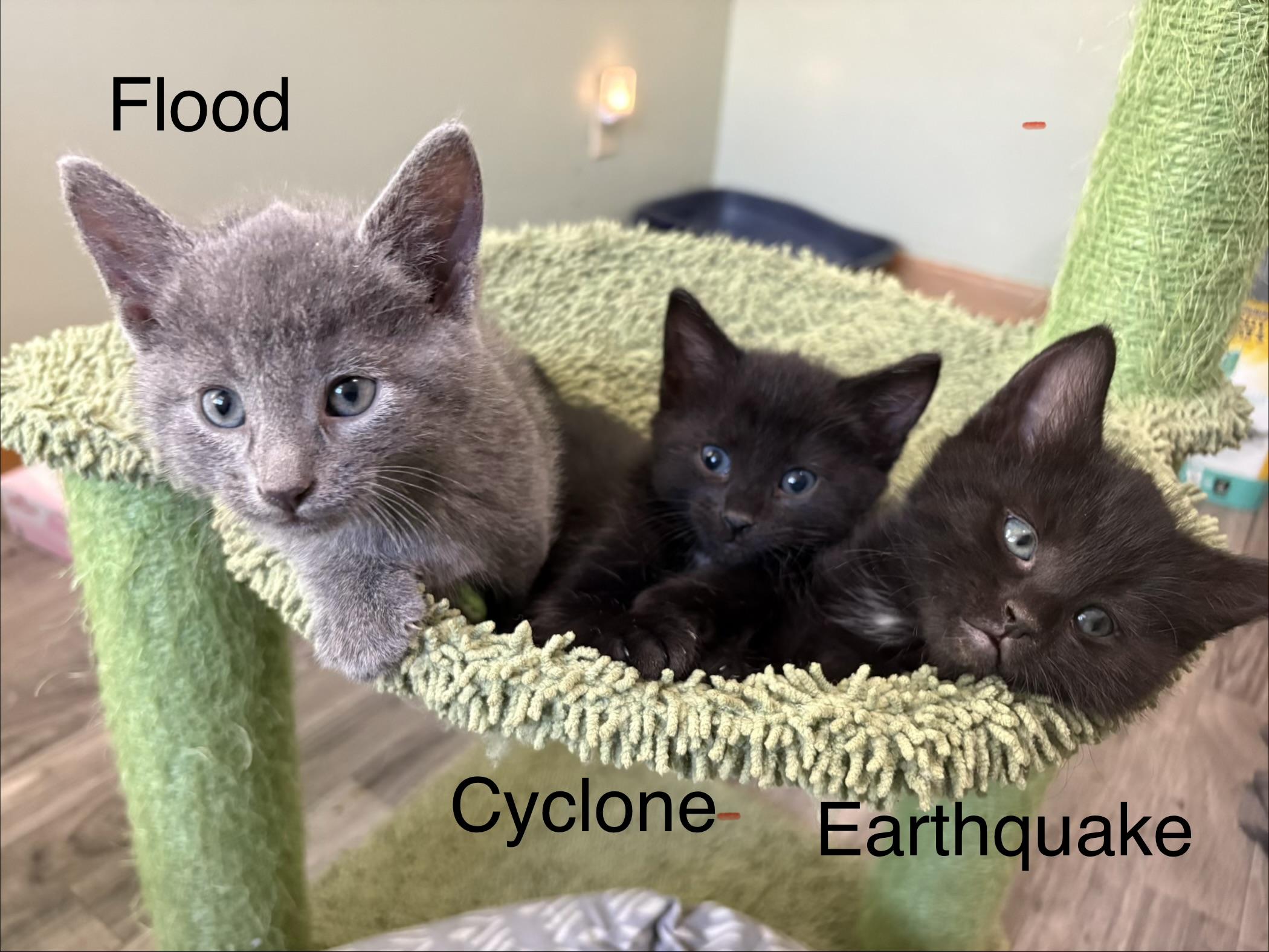 Flood, Adopted, Kitten Male Domestic Short Hair.