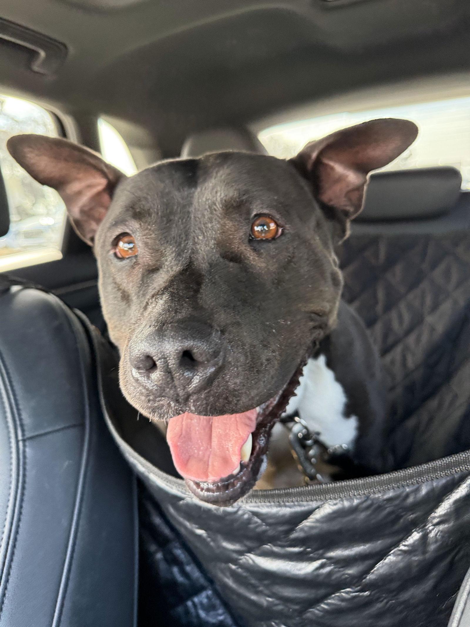 Enlarge Milo, a Adoptable Pit Bull Terrier in Fallbrook, CA image 1/3