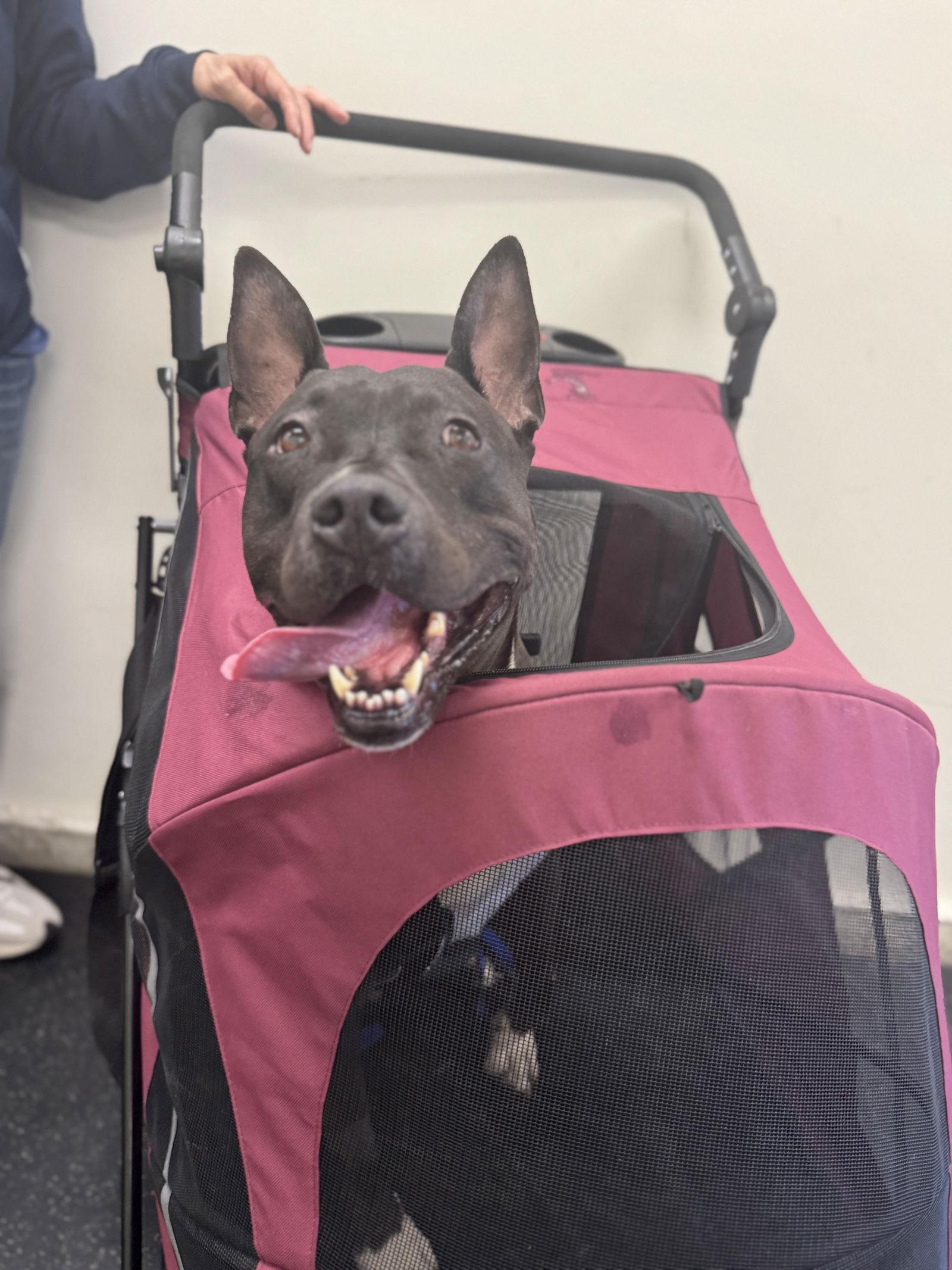 Enlarge Milo, a Adoptable Pit Bull Terrier in Fallbrook, CA image 2/3