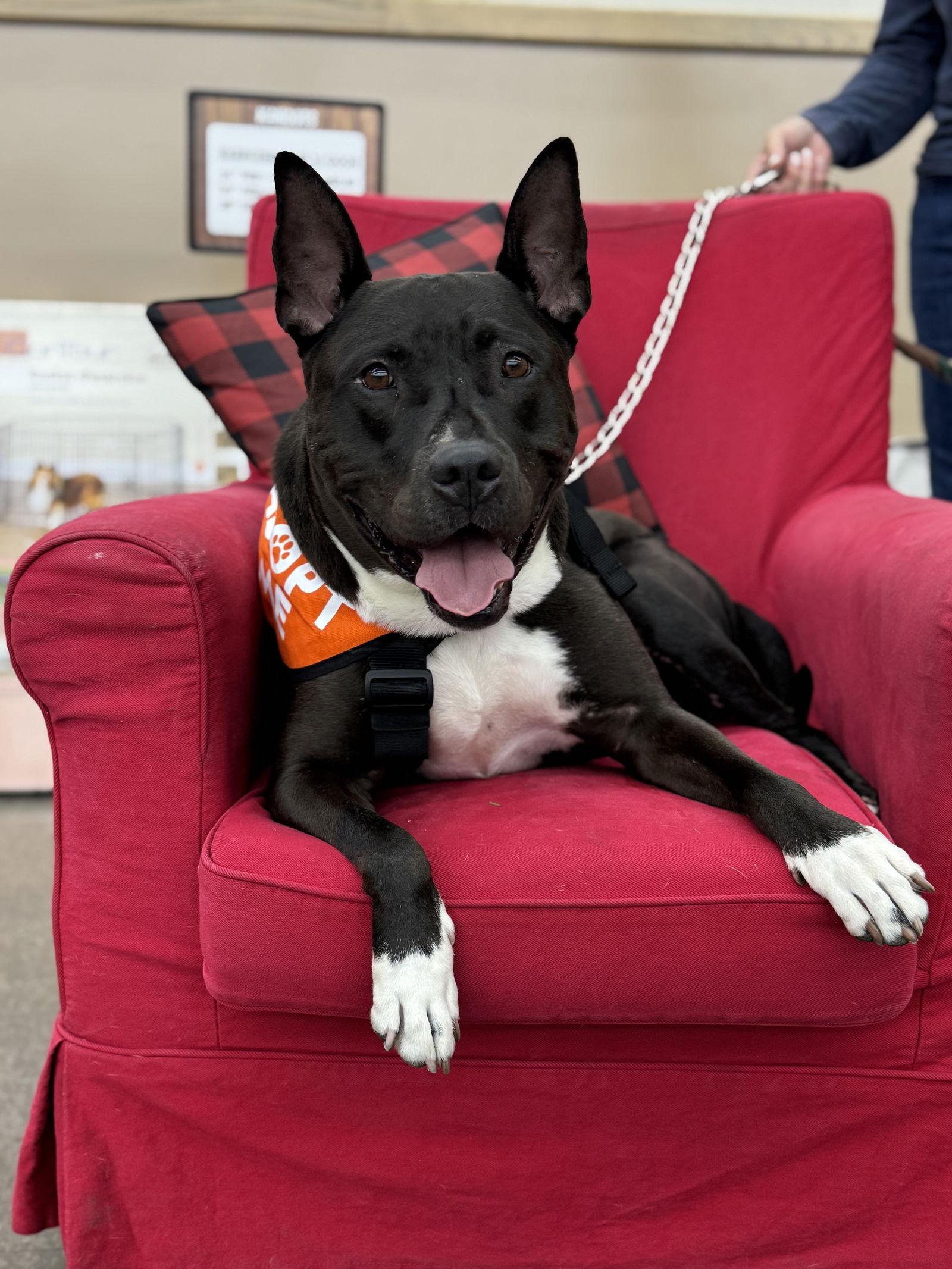 Enlarge Milo, a Adoptable Pit Bull Terrier in Fallbrook, CA image 3/3