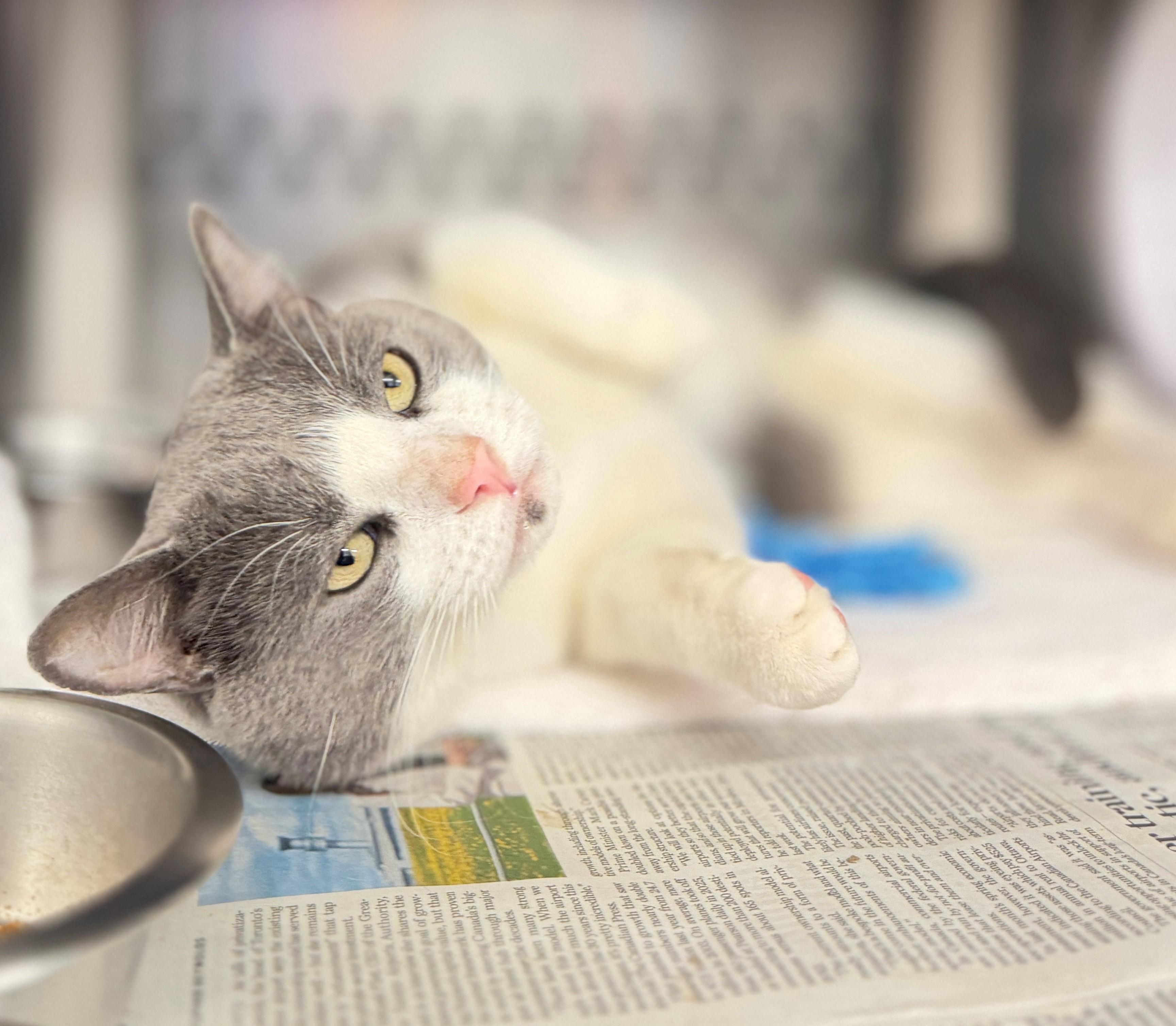 Flavour, adoptable, Adult Male Domestic Short Hair.