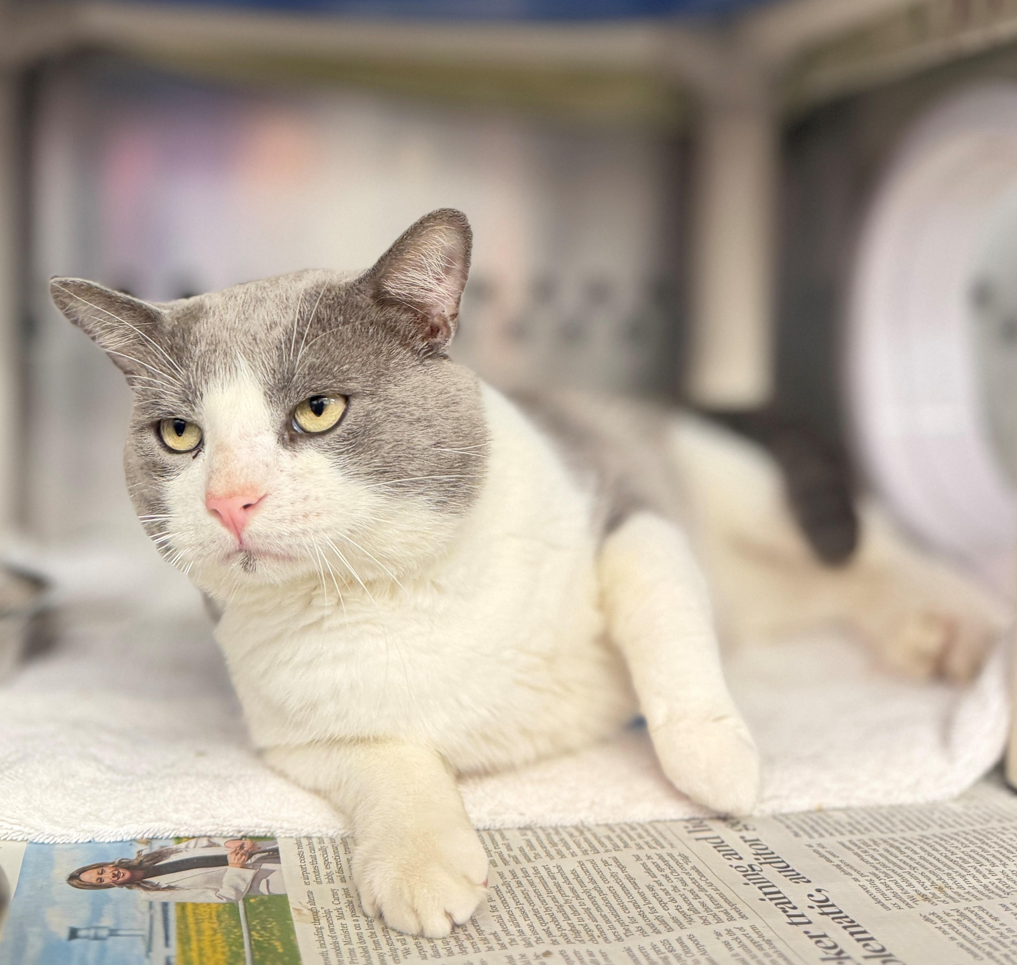 Enlarge Flavour, an adoptable Domestic Short Hair in Hamilton, ON image 3/5