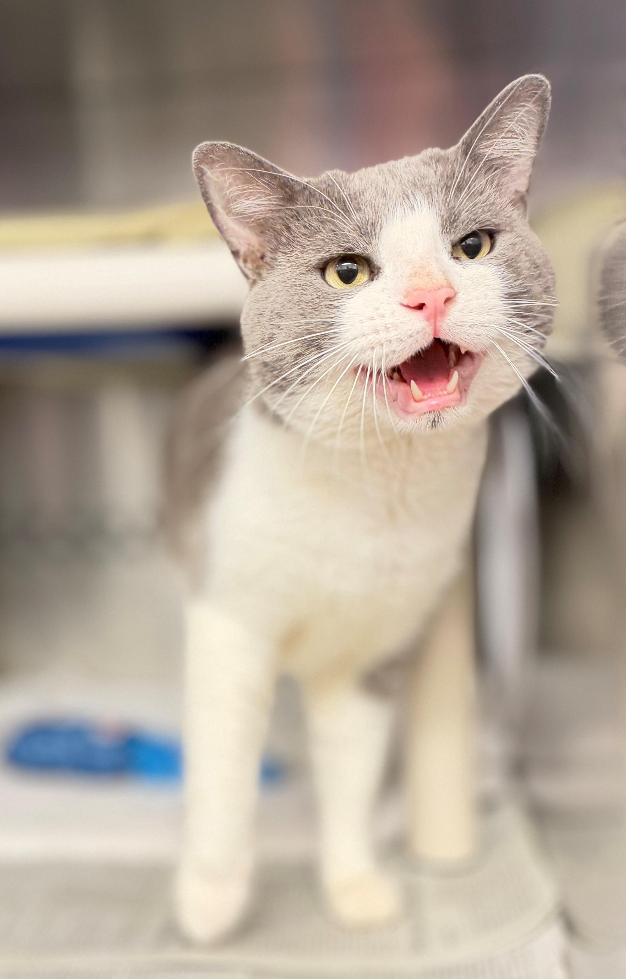 Enlarge Flavour, an adoptable Domestic Short Hair in Hamilton, ON image 4/5