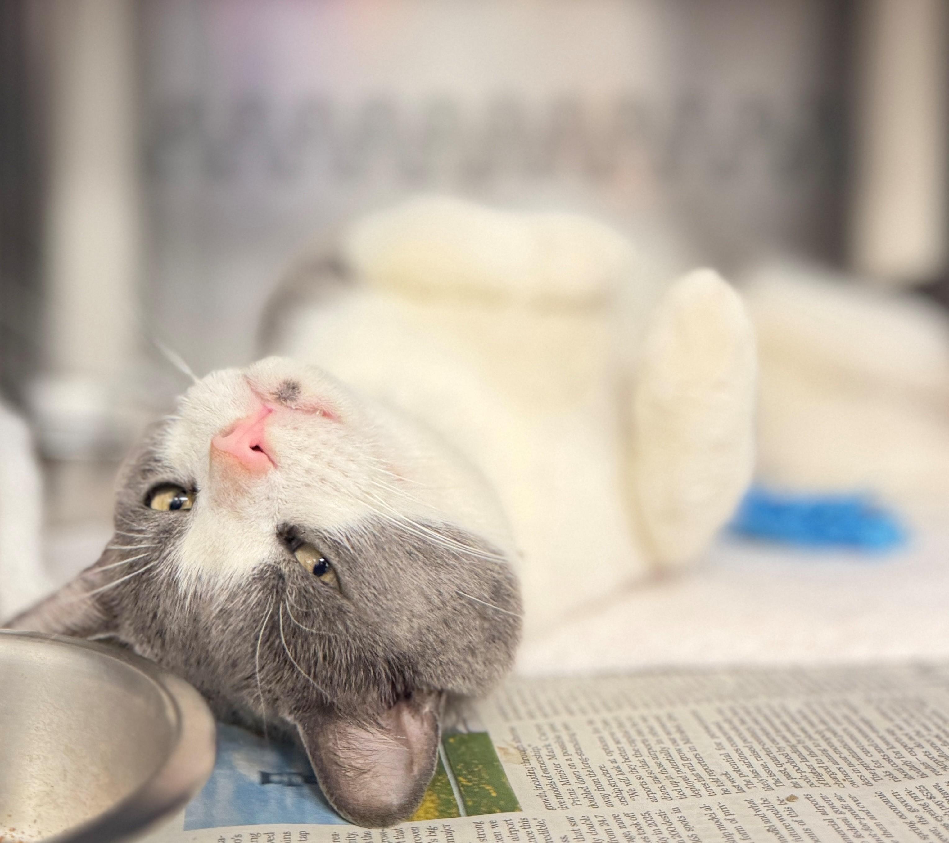 Enlarge Flavour, an adoptable Domestic Short Hair in Hamilton, ON image 5/5