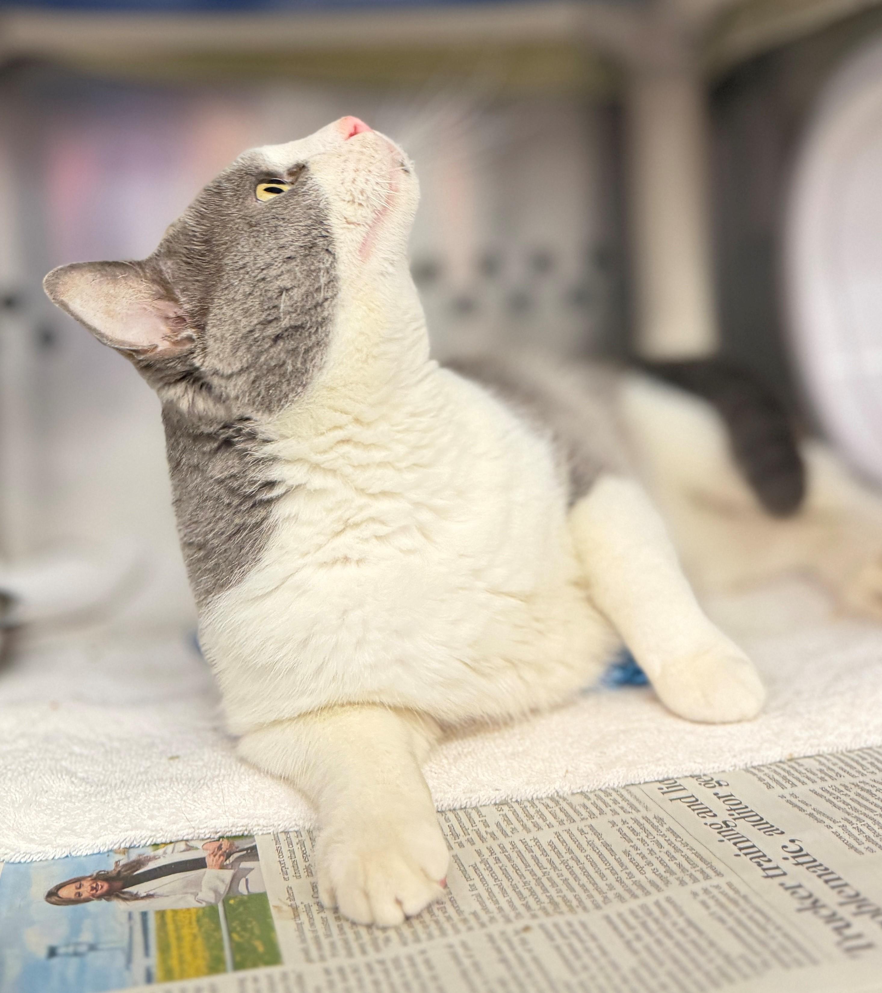 Enlarge Flavour, an adoptable Domestic Short Hair in Hamilton, ON image 2/5