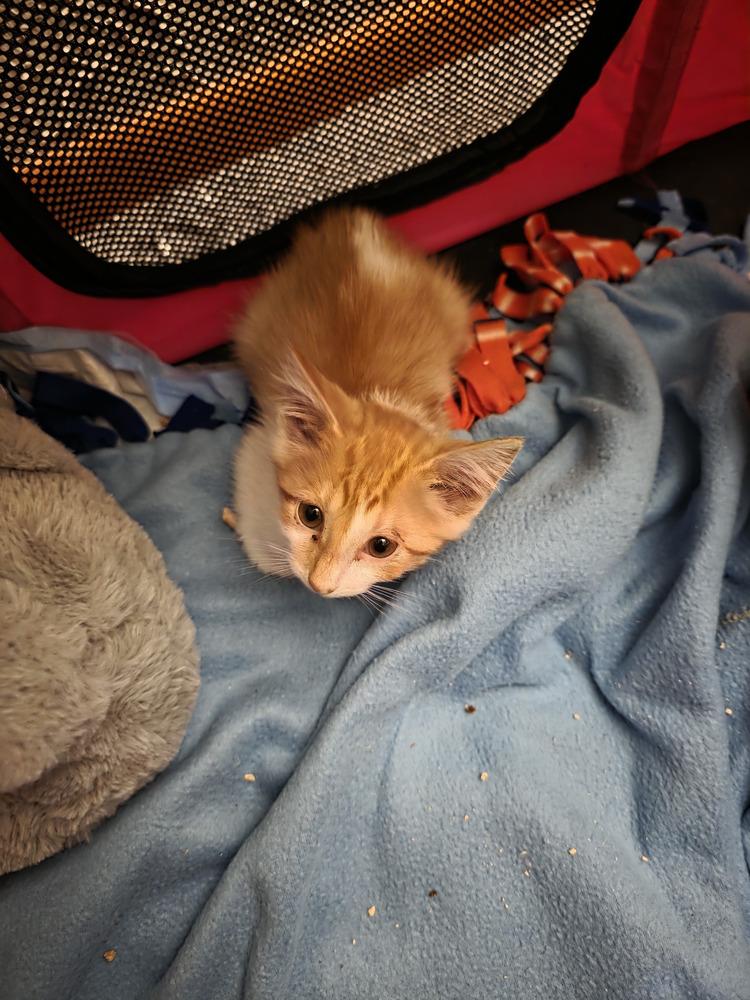 Nissan, Adoptable, Kitten Female Domestic Short Hair.