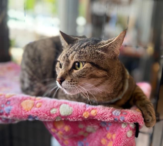 Enlarge Mina, a Adoptable Domestic Short Hair in Kalama, WA image 4/5