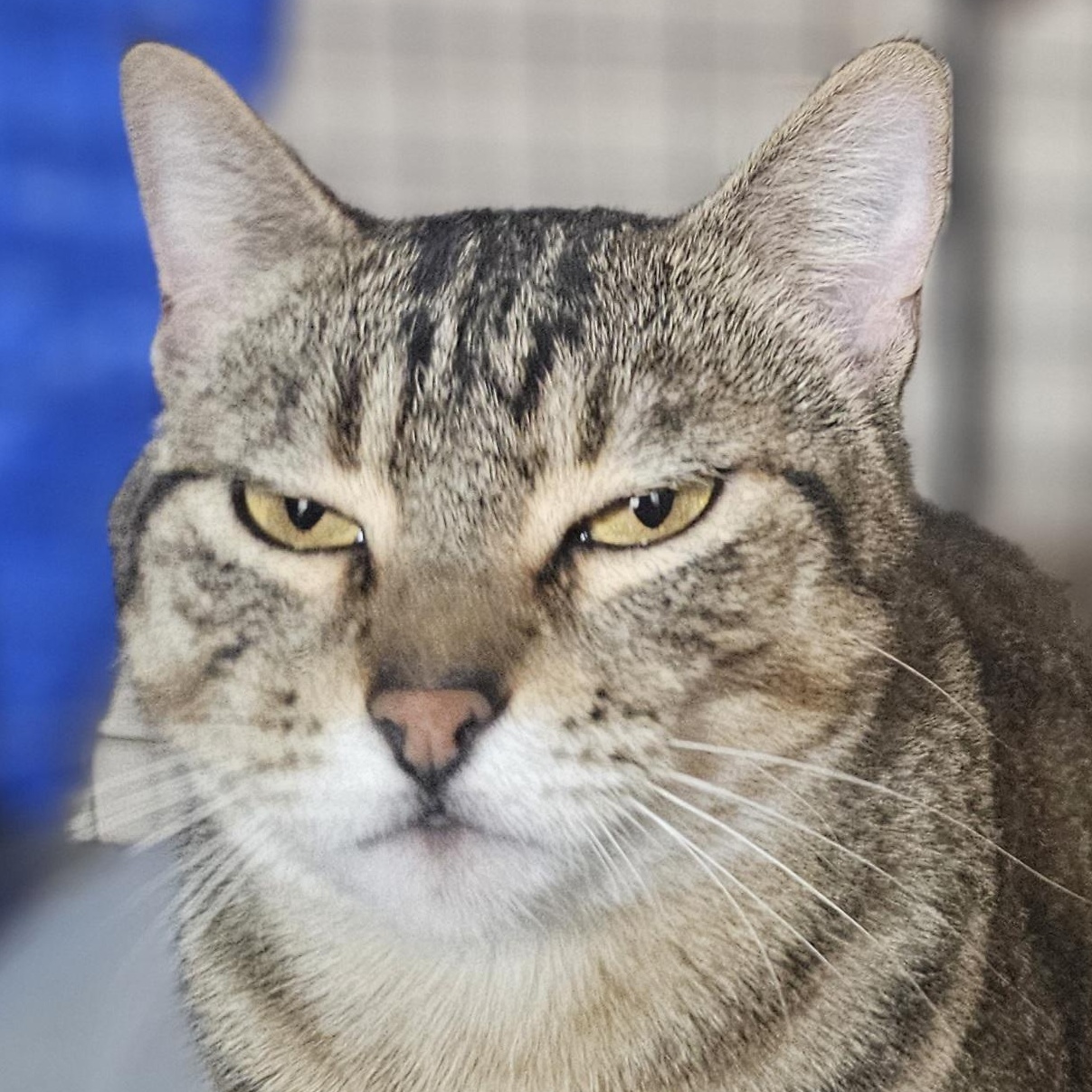 Enlarge Mina, a Adoptable Domestic Short Hair in Kalama, WA image 1/5