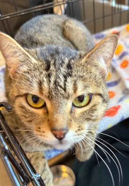 Enlarge Mina, a Adoptable Domestic Short Hair in Kalama, WA image 2/5