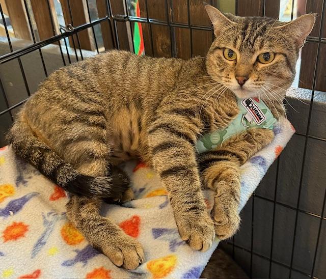 Enlarge Mina, a Adoptable Domestic Short Hair in Kalama, WA image 3/5