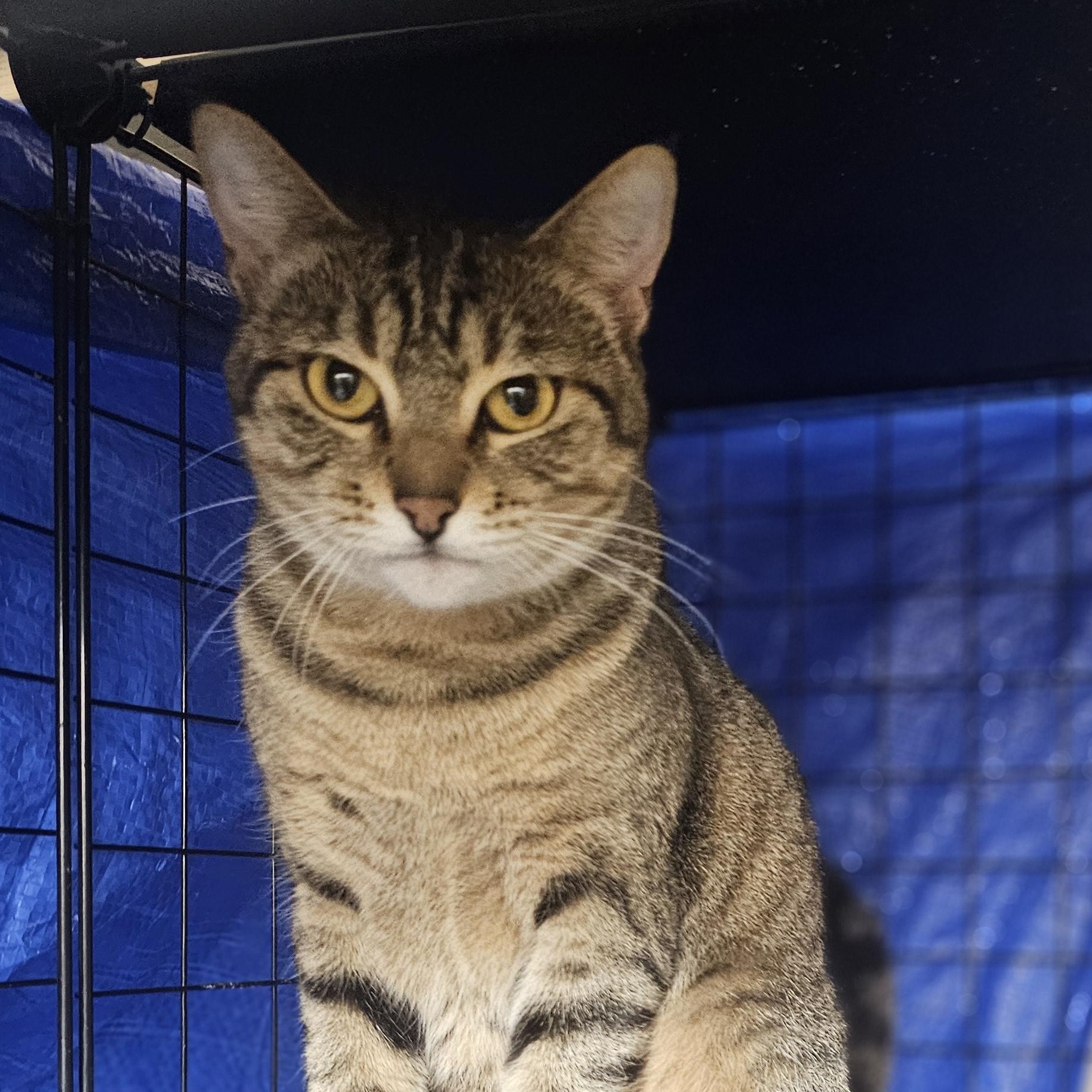 Enlarge Mina, a Adoptable Domestic Short Hair in Kalama, WA image 5/5