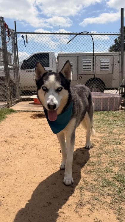 Enlarge Beckett, a Adoptable mixed breed in Balch Springs, TX image 1/3
