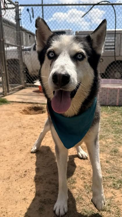 Enlarge Beckett, a Adoptable mixed breed in Balch Springs, TX image 2/3