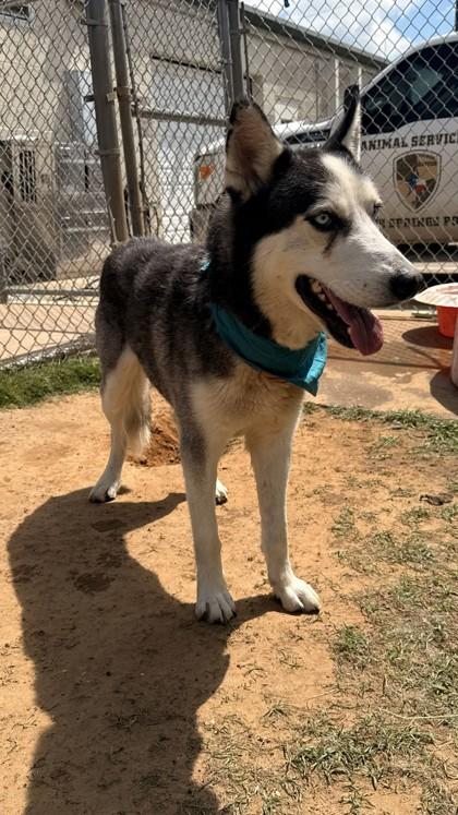 Enlarge Beckett, a Adoptable mixed breed in Balch Springs, TX image 3/3