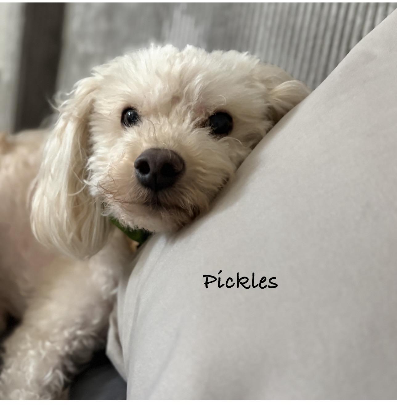 Enlarge Pickles, a Adoptable Poodle in Las Vegas, NV image 1/1