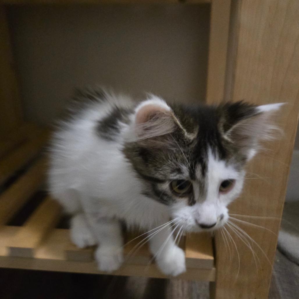 Styrofoam, Adoptable, Kitten Female Domestic Medium Hair.