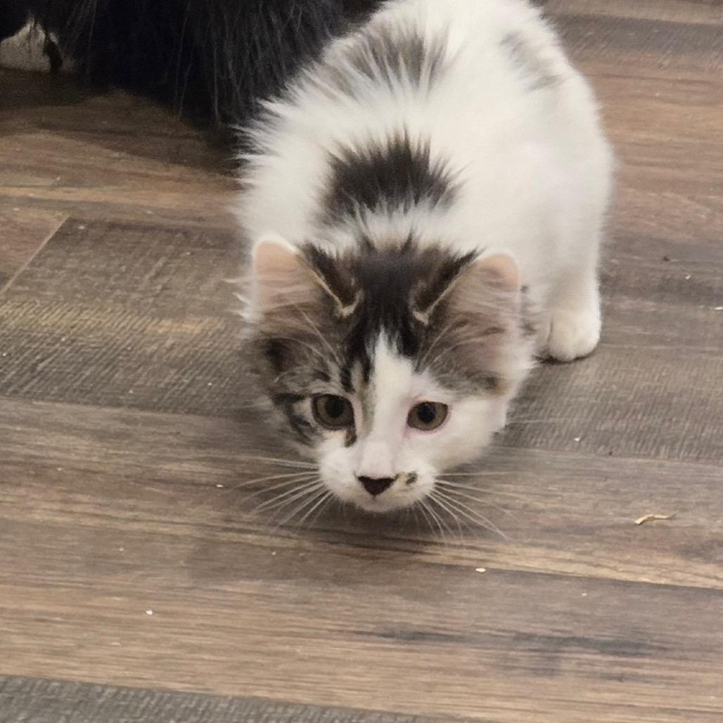 Enlarge Styrofoam, a Adoptable Domestic Medium Hair in Abbotsford, BC image 2/6