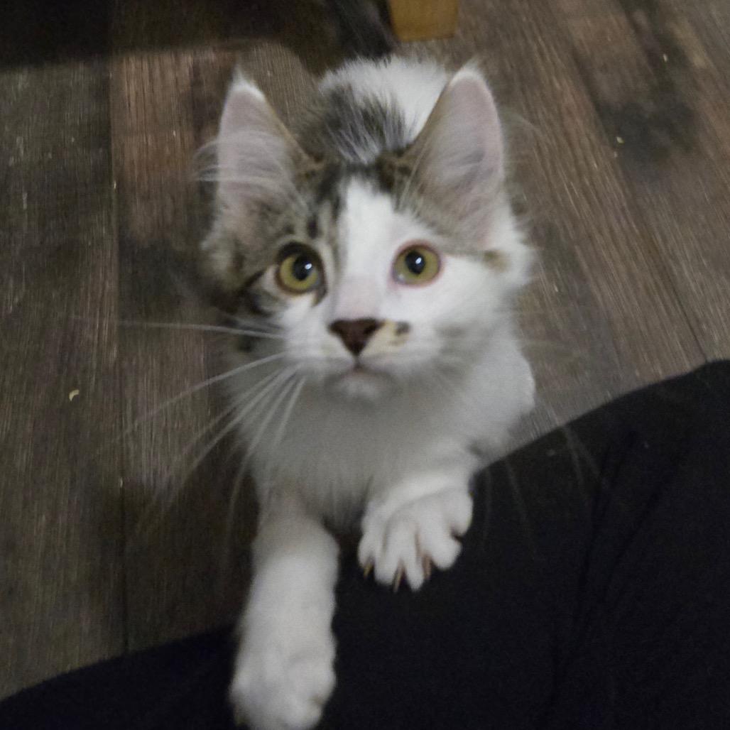 Enlarge Styrofoam, a Adoptable Domestic Medium Hair in Abbotsford, BC image 3/6