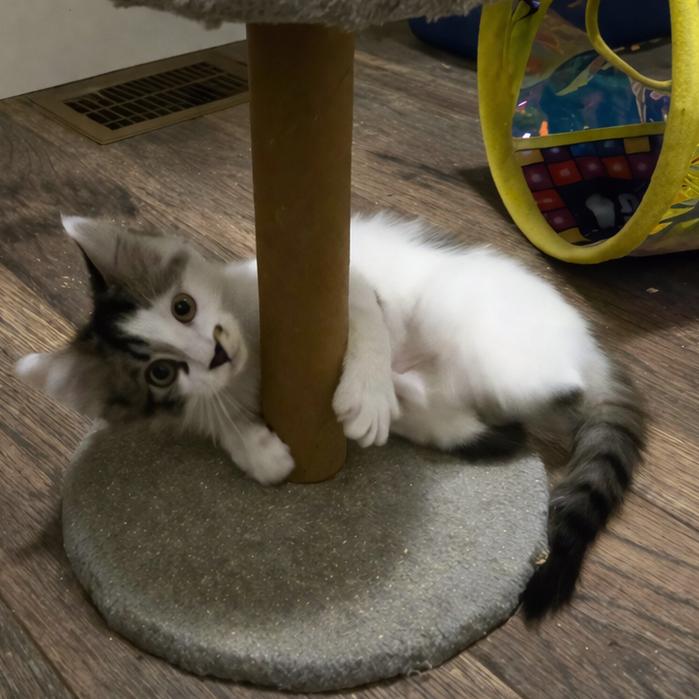 Enlarge Styrofoam, a Adoptable Domestic Medium Hair in Abbotsford, BC image 5/6