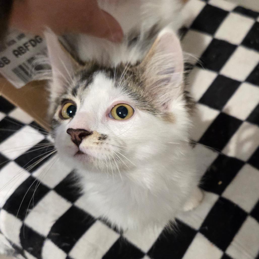 Enlarge Styrofoam, a Adoptable Domestic Medium Hair in Abbotsford, BC image 6/6