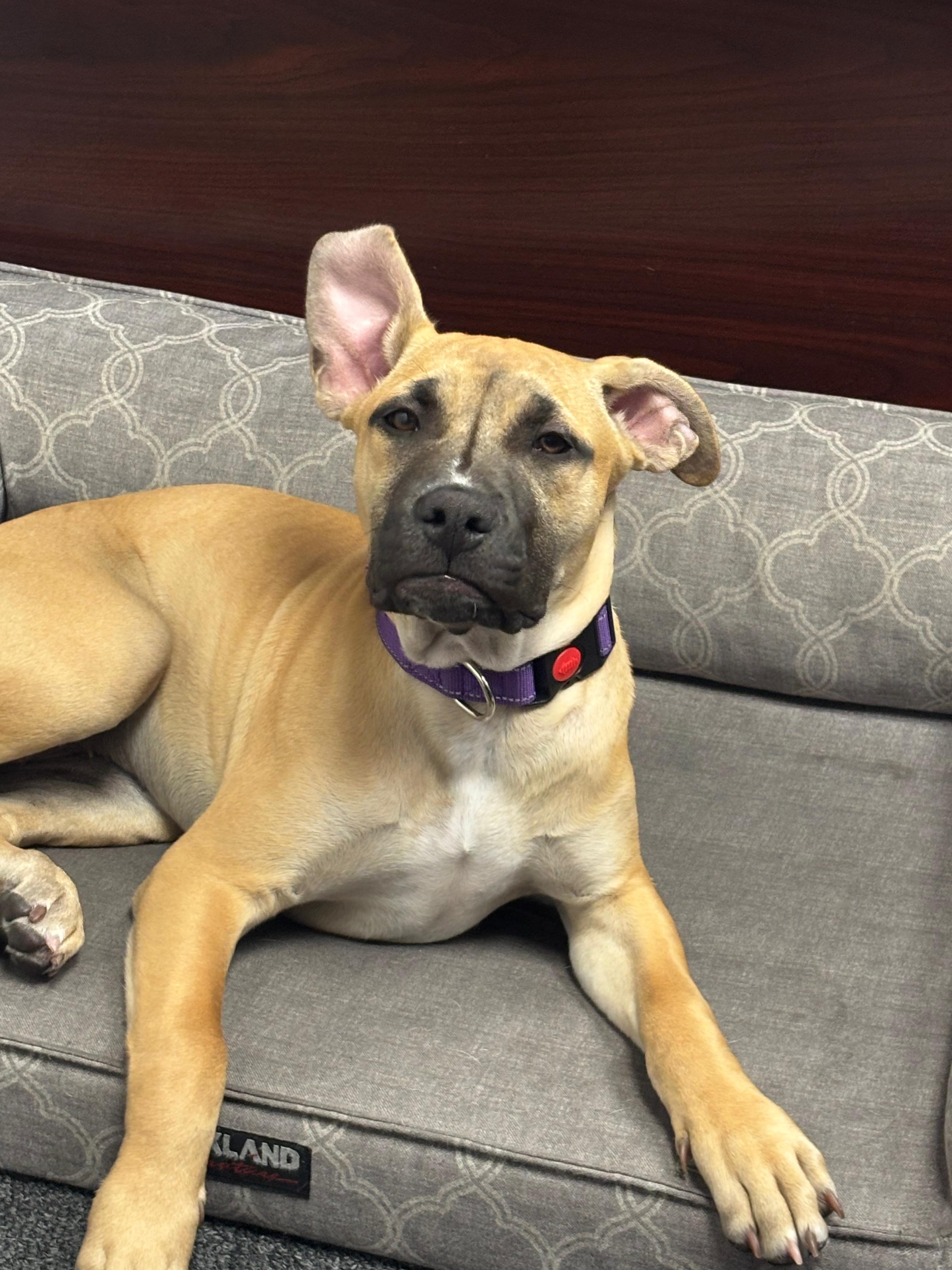 Enlarge Lady, a Adoptable mixed breed in San Diego, CA image 4/6