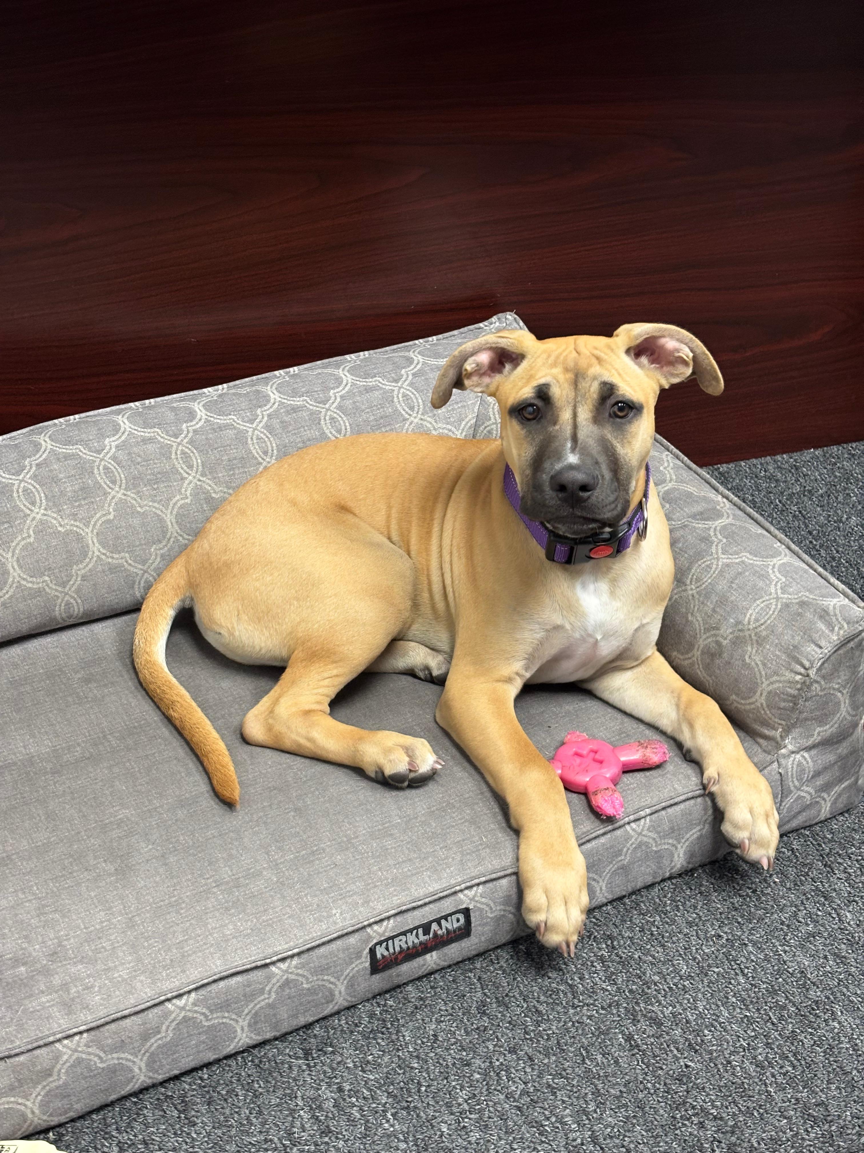 Enlarge Lady, a Adoptable mixed breed in San Diego, CA image 1/6