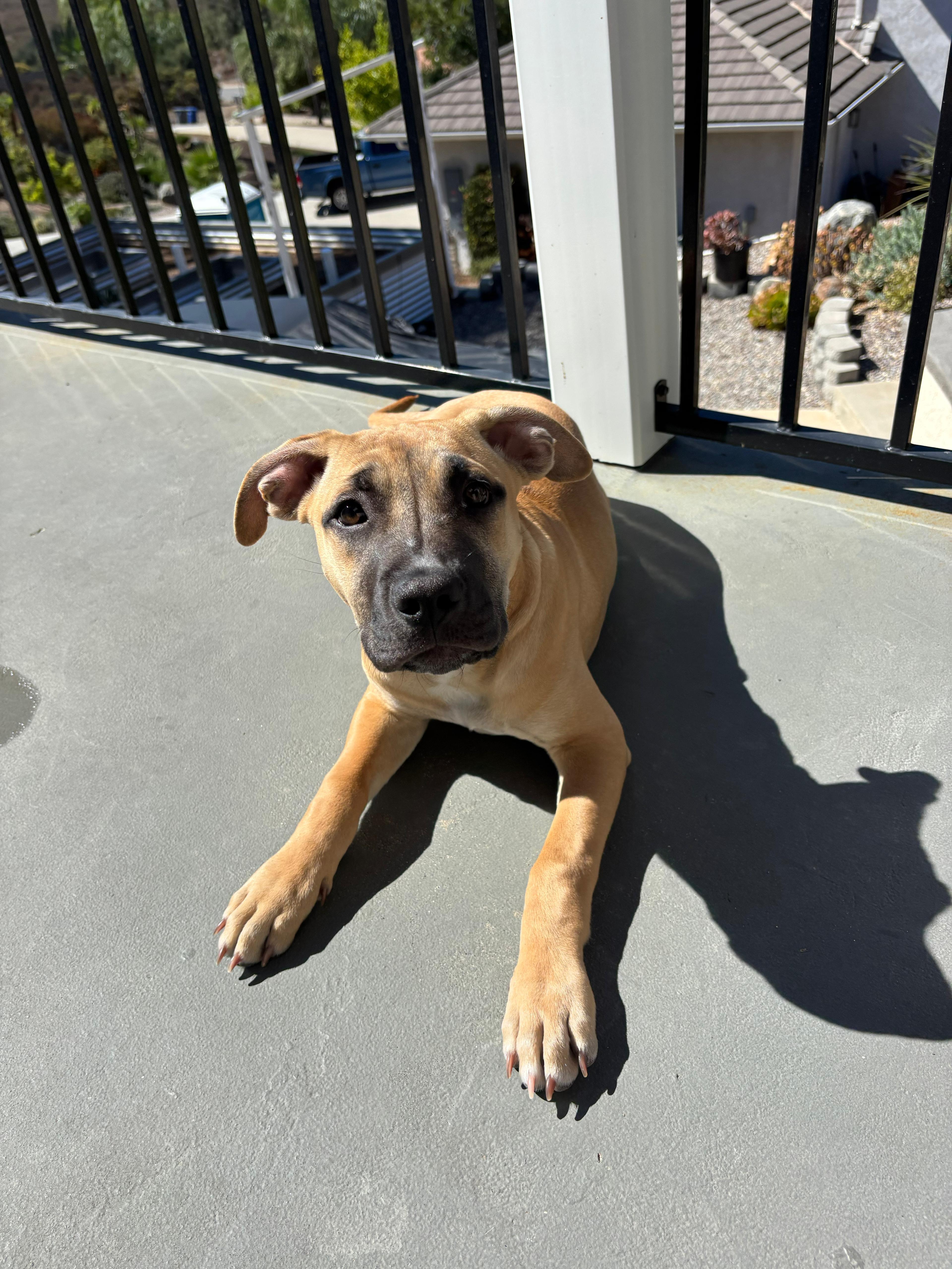 Enlarge Lady, a Adoptable mixed breed in San Diego, CA image 6/6