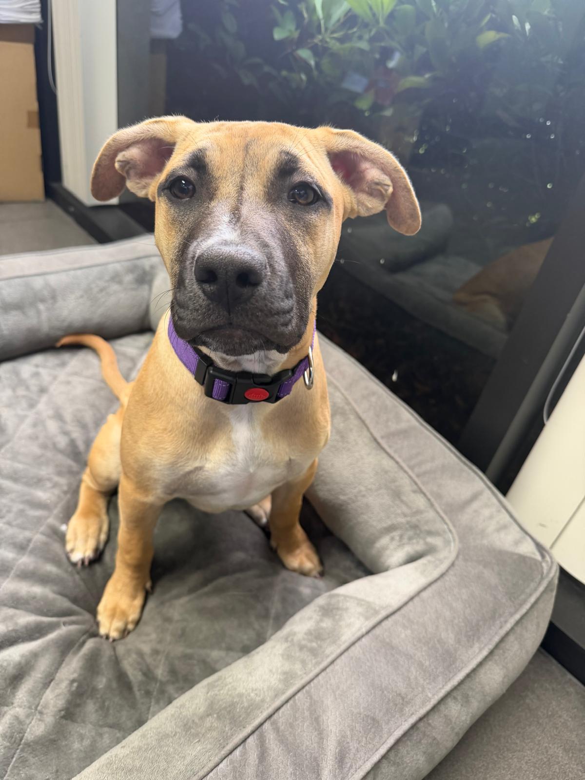 Enlarge Lady, a Adoptable mixed breed in San Diego, CA image 5/6