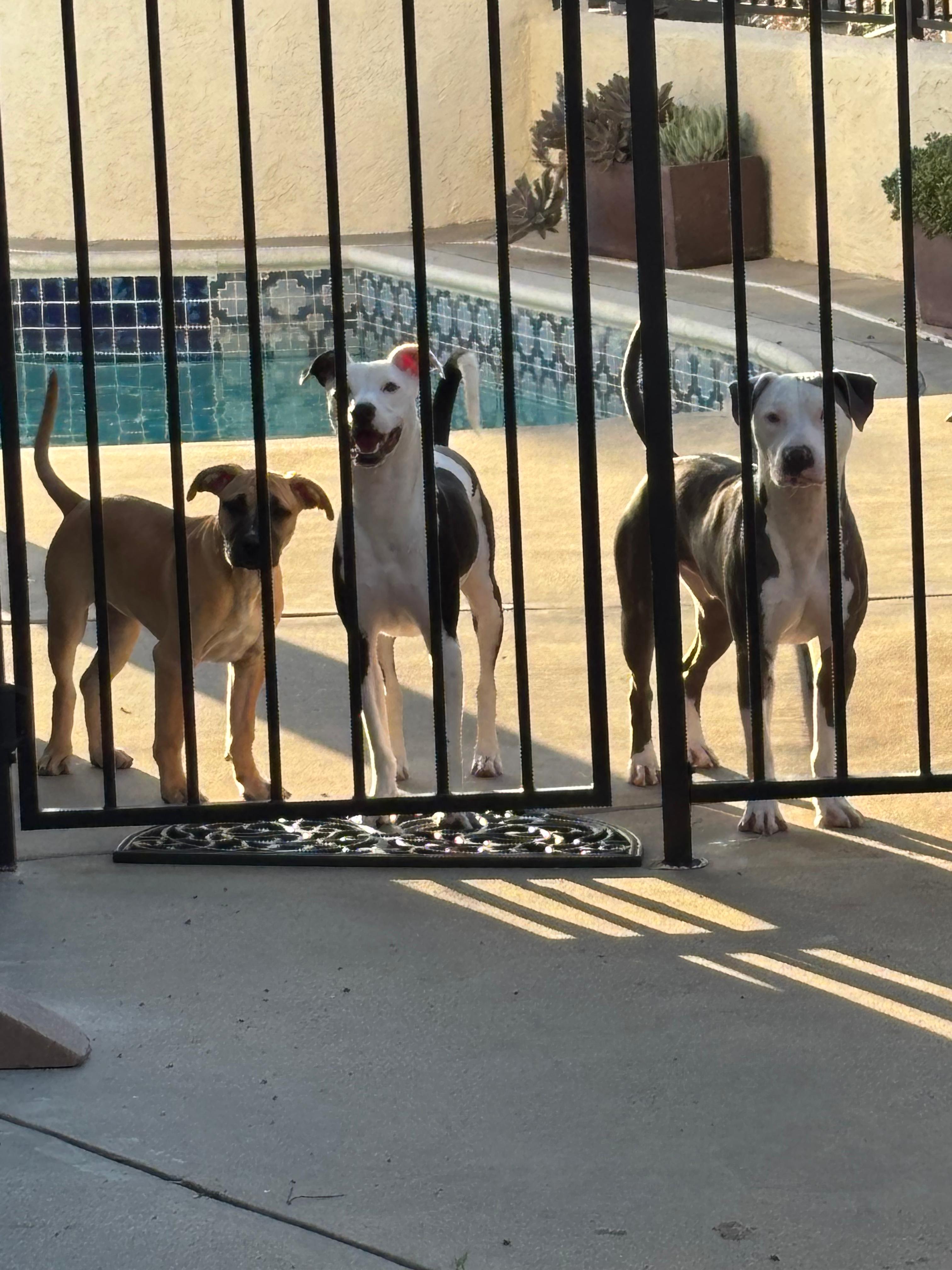 Enlarge Lady, a Adoptable mixed breed in San Diego, CA image 3/6