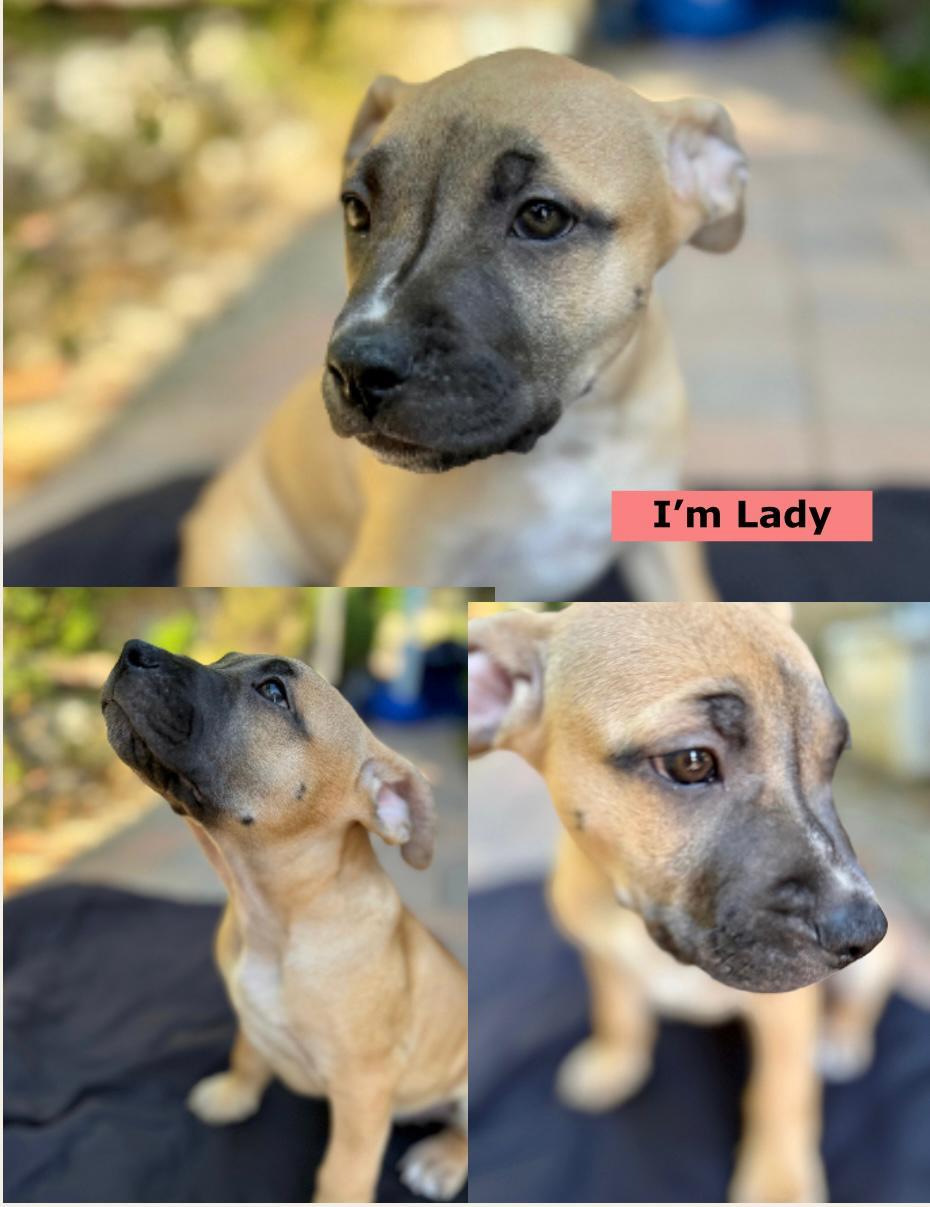 Enlarge Lady, a Adoptable mixed breed in San Diego, CA image 2/6
