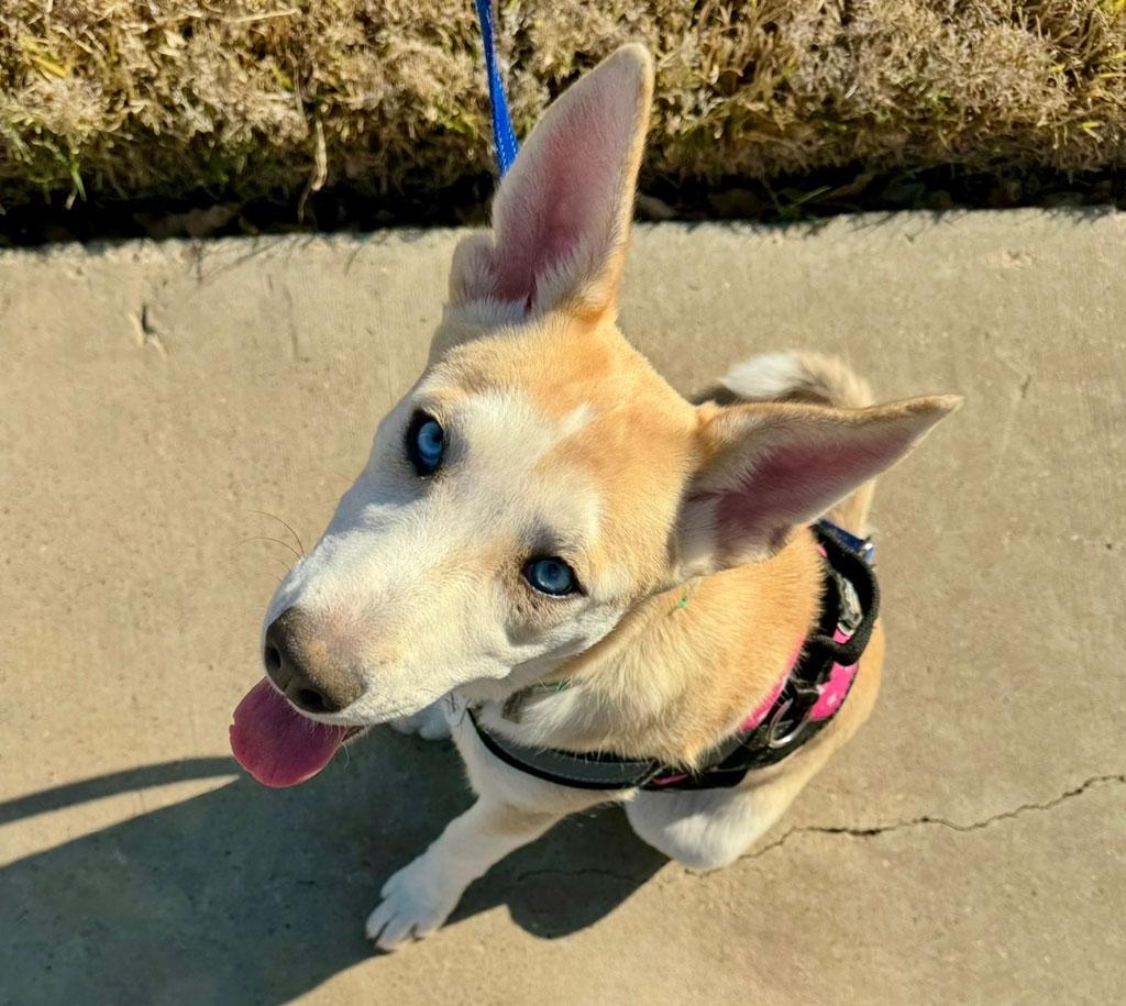 Enlarge Wendy, a ADOPTABLE mixed breed in Bowie, MD image 2/3
