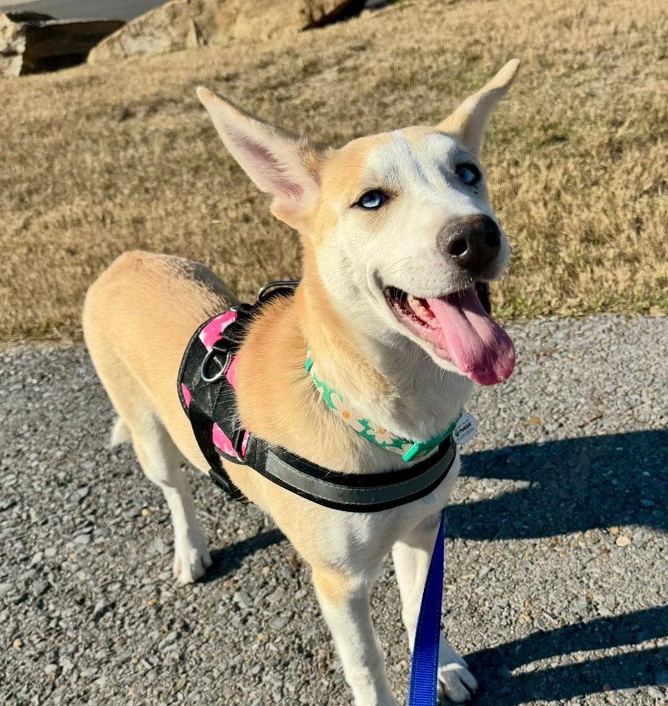 Wendy, ADOPTABLE, Young Female Husky.