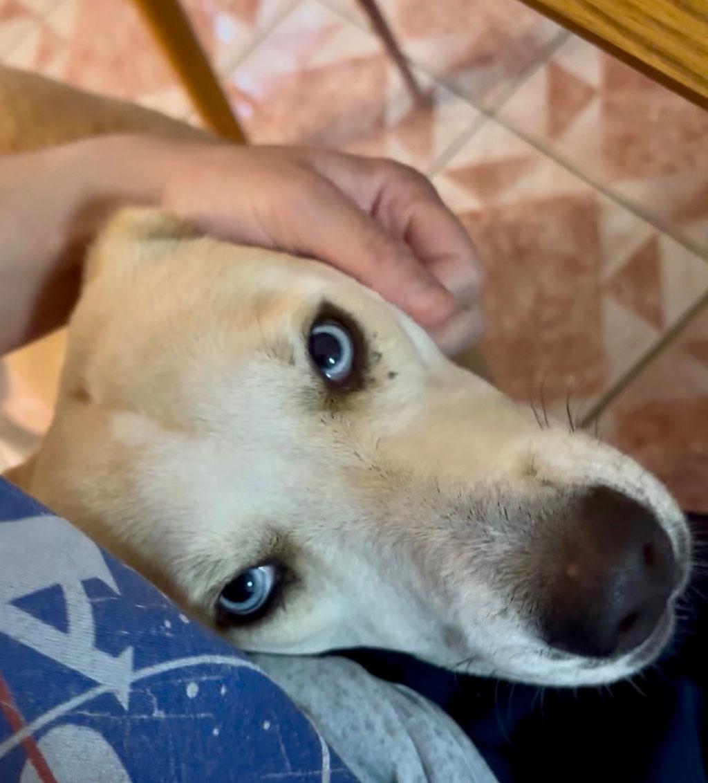 Enlarge Wendy, a ADOPTABLE mixed breed in Bowie, MD image 3/3