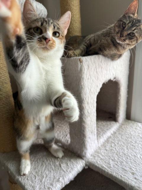 Cleo, Adoptable, Young Female Calico.