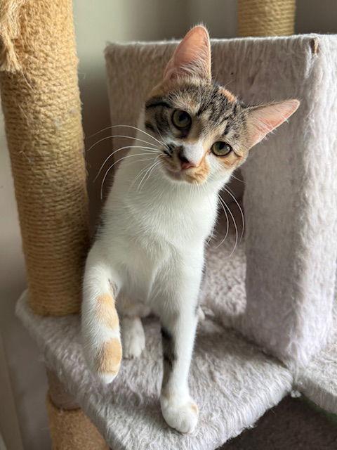 Cleo, a Adoptable Calico in Pittsboro, NC image 2/3