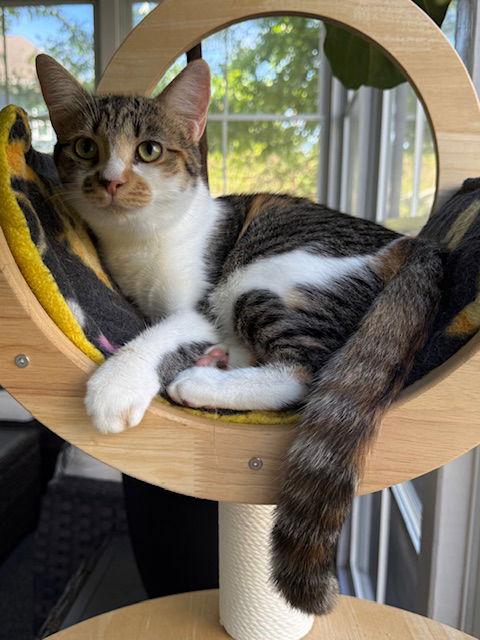 Cleo, a Adoptable Calico in Pittsboro, NC image 3/3