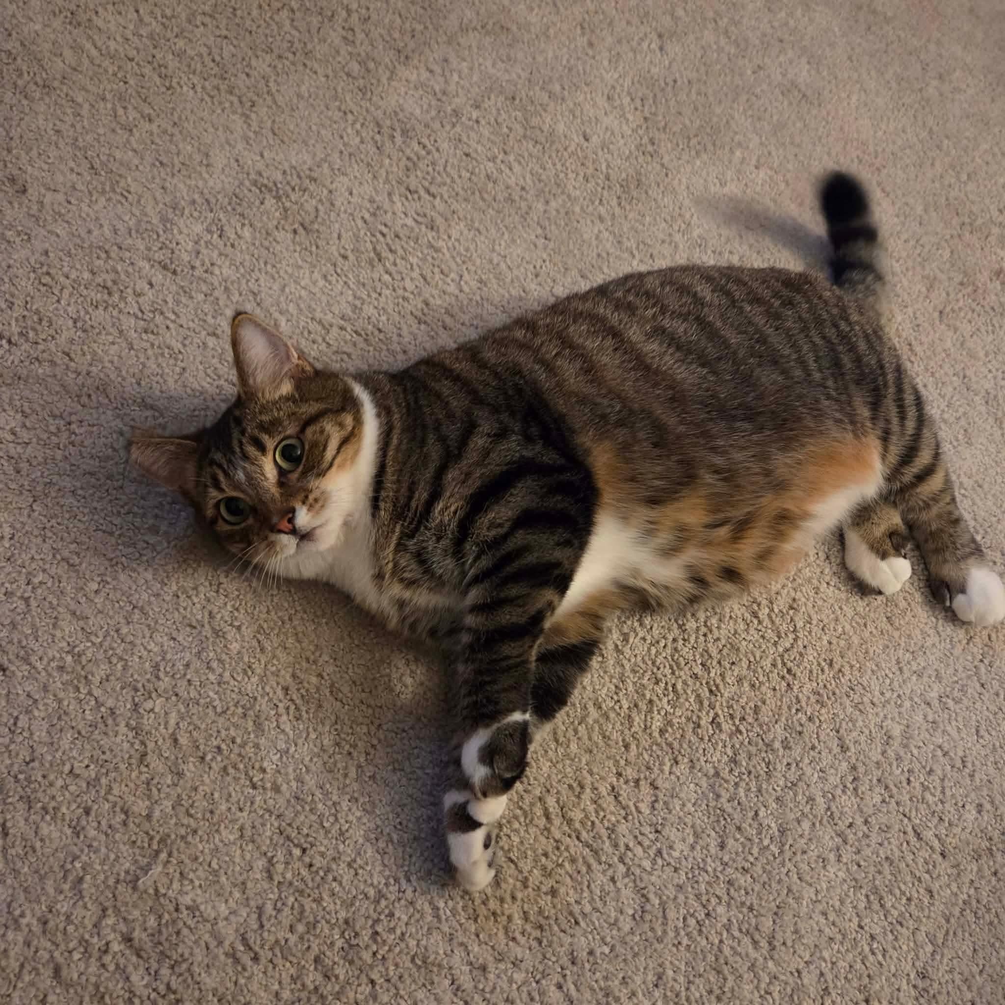 Enlarge Oskara, a Adoptable mixed breed in Gladstone, OR image 5/6