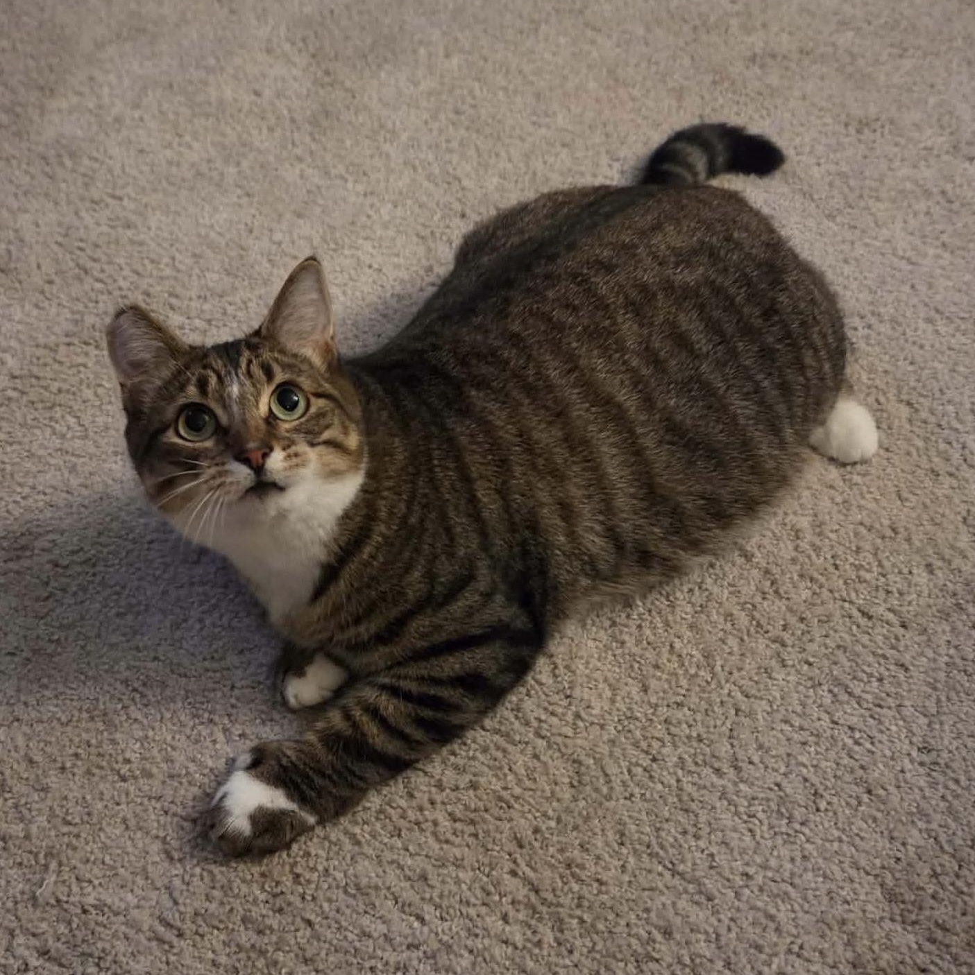 Enlarge Oskara, a Adoptable mixed breed in Gladstone, OR image 3/6