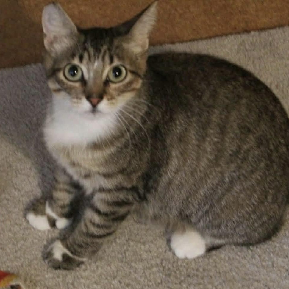 Enlarge Oskara, a Adoptable mixed breed in Gladstone, OR image 1/6