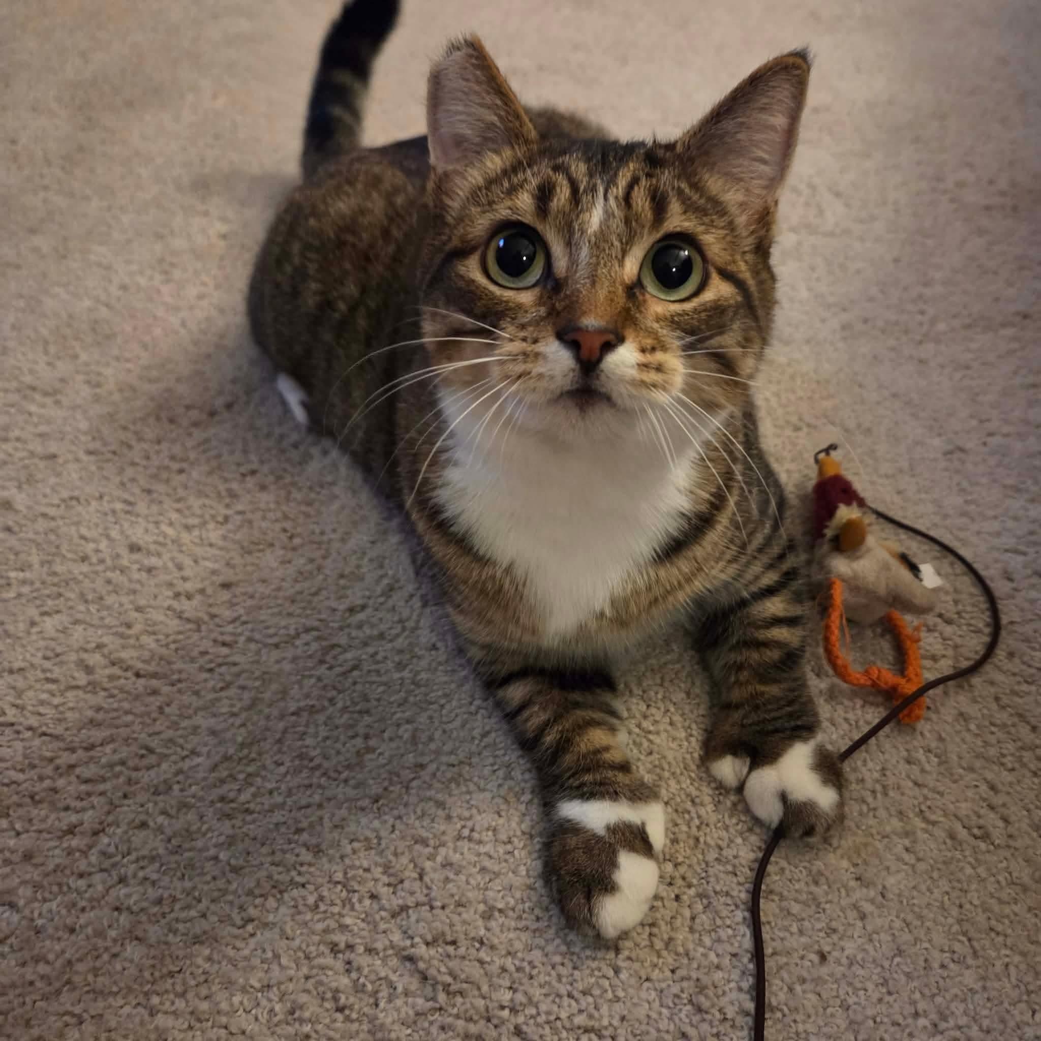 Enlarge Oskara, a Adoptable mixed breed in Gladstone, OR image 2/6