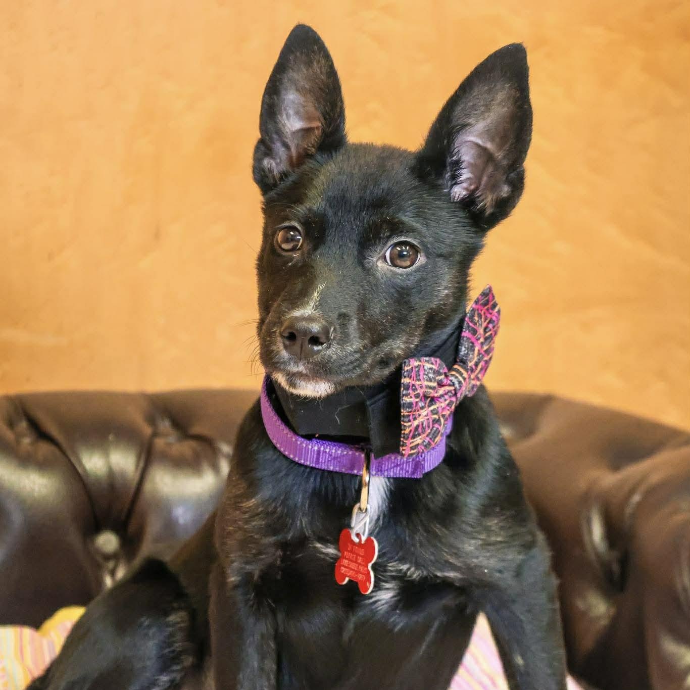 Enlarge Lattice, a ADOPTABLE mixed breed in Valparaiso, IN image 2/2