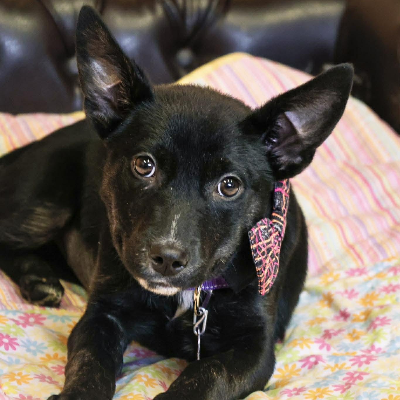 Lattice, ADOPTABLE, Puppy Female Shepherd.