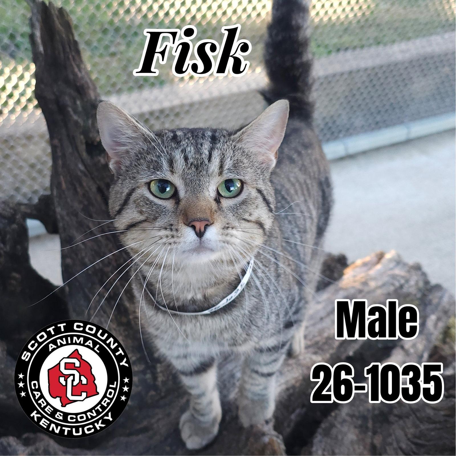 Fisk, Adoptable, Adult Male Domestic Short Hair.