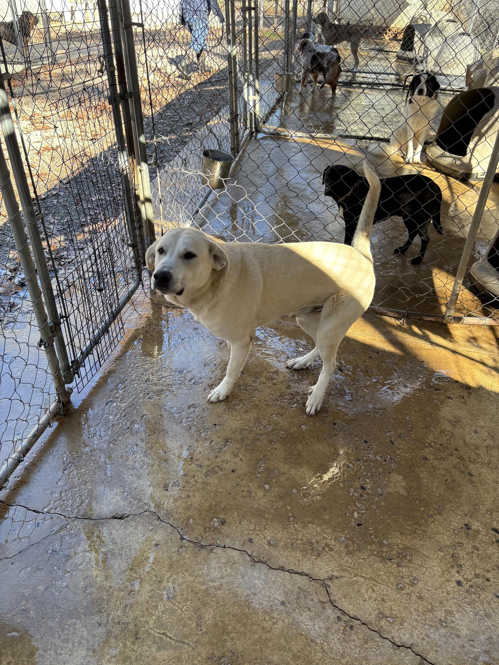Kade (Check journal entries about neuter), Adoptable, Young Male Great Pyrenees & Labrador Retriever.
