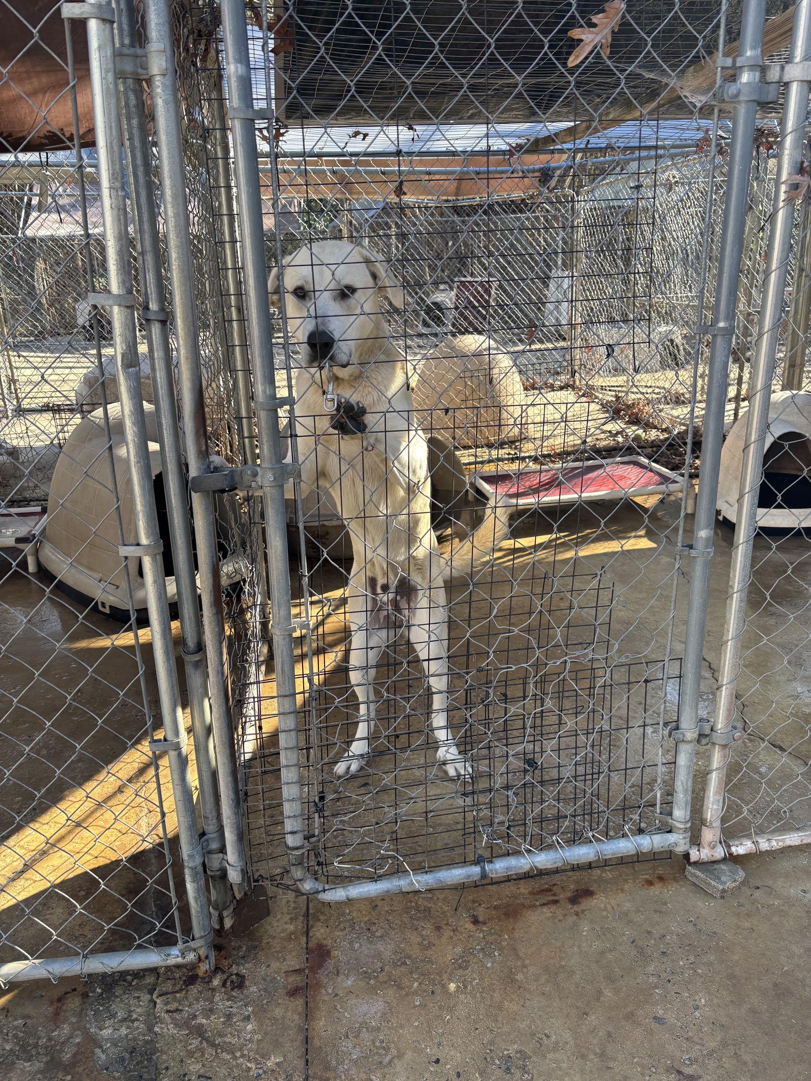 Enlarge Kade (Check journal entries about neuter), a Adoptable mixed breed in York, SC image 3/3