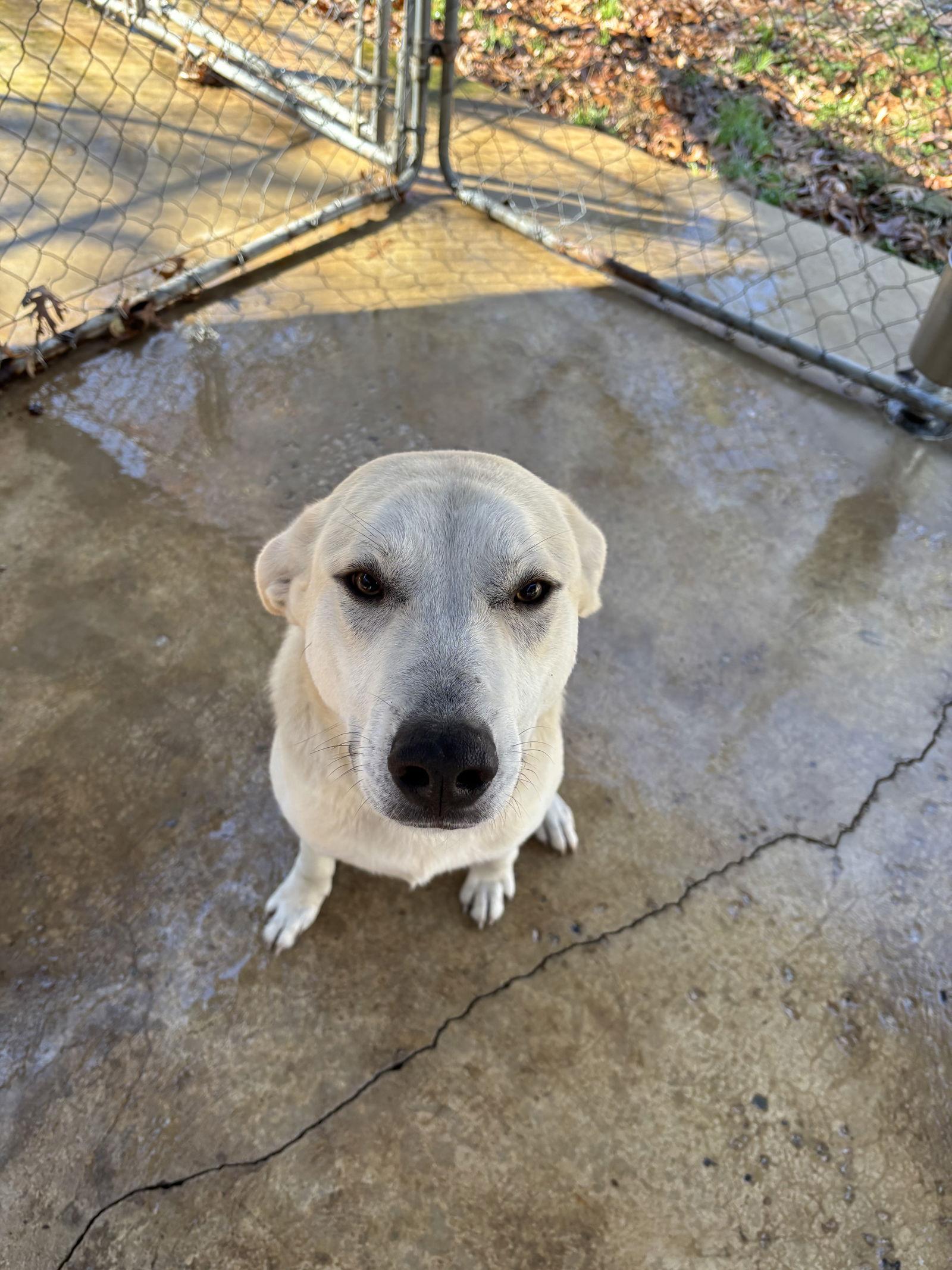 Kade (Check journal entries about neuter), a Adoptable mixed breed in York, SC image 3/3