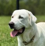 Enlarge Goose, a ADOPTABLE mixed breed in Lebanon, TN image 2/6